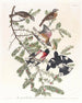 Cardinale con petto rosa - John James Audubon — vista dell’opera