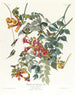 Colibrì con gola rubino - John James Audubon — vista dell’opera