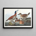 Canard roux - John James Audubon — quadro incorniciato alla parete