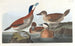 Canard roux - John James Audubon — vista dell’opera