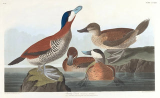 John James Audubon - Ruddy duck.webp