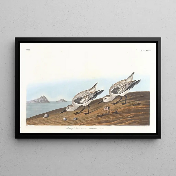 Pluvier roux - John James Audubon — quadro incorniciato alla parete