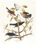 Grakle rouillé - John James Audubon — vista dell’opera