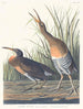 Poule des marais d'eau salée - John James Audubon — vista dell’opera
