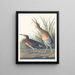 Poule des marais d'eau salée - John James Audubon — quadro incorniciato alla parete
