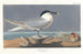 Sterne caugek - John James Audubon — vista dell’opera
