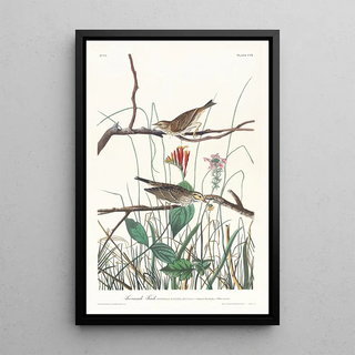 John James Audubon - Savannah finch.webp