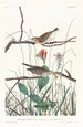Bruant des savanes - John James Audubon — vista dell’opera