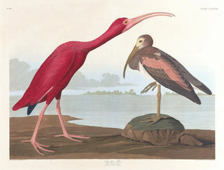 Ibis scarlatto - John James Audubon — vista dell’opera
