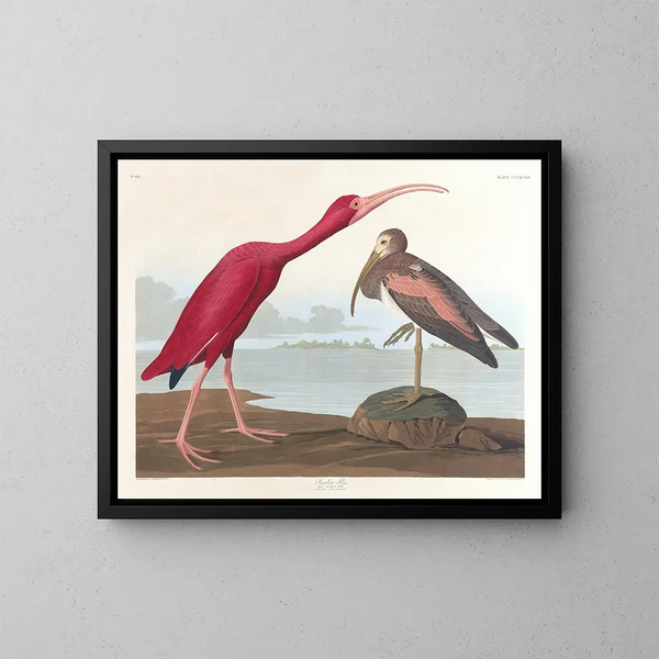 Ibis scarlatto - John James Audubon — quadro incorniciato alla parete