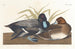 Fuligule milouinan - John James Audubon — vista dell’opera