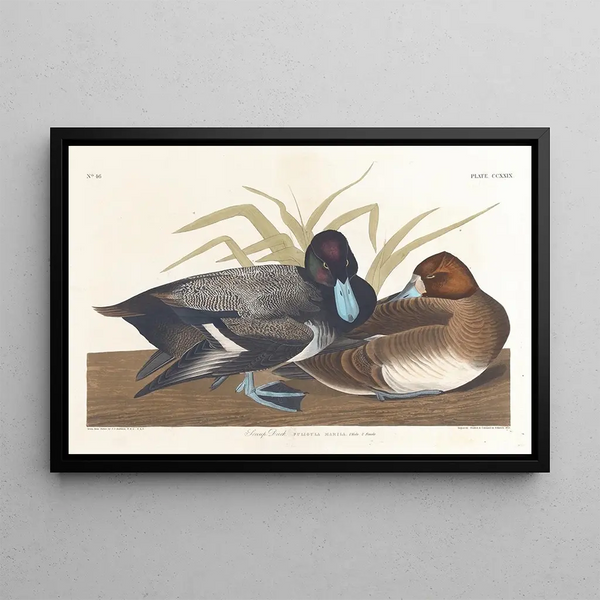 Fuligule milouinan - John James Audubon — quadro incorniciato alla parete