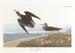 Bécasseau de Schinz - John James Audubon — vista dell’opera