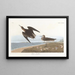 Bécasseau de Schinz - John James Audubon — quadro incorniciato alla parete