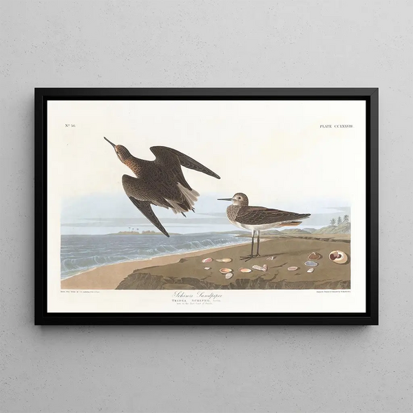 John James Audubon - Schinzs sandpiper.webp
