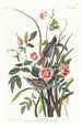 Bruant maritime - John James Audubon — vista dell’opera