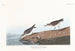 Bécasseau semipalmé - John James Audubon — vista dell’opera