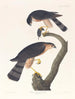 Faucon a pelle affilata - John James Audubon — vista dell’opera