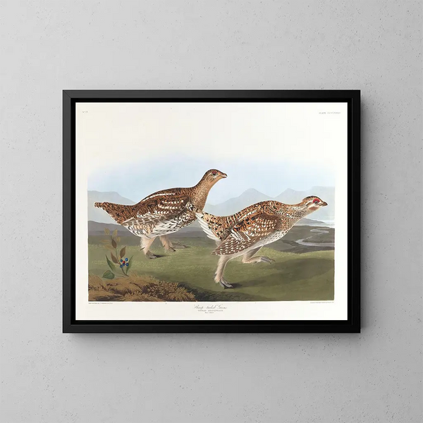 Tetra dalla coda appuntita - John James Audubon — quadro incorniciato alla parete