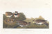 Alouette hausse-col - John James Audubon — vista dell’opera