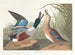 Canard souchet - John James Audubon — vista dell’opera
