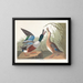 Canard souchet - John James Audubon — quadro incorniciato alla parete