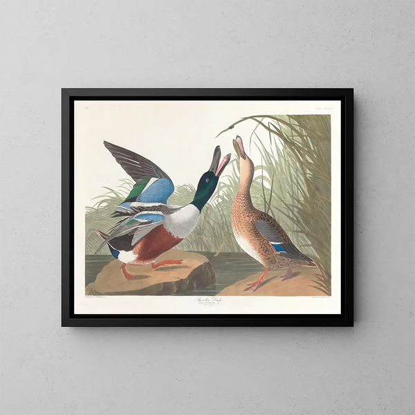 Canard souchet - John James Audubon — quadro incorniciato alla parete