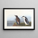 Guillemot à bec mince - John James Audubon — quadro incorniciato alla parete