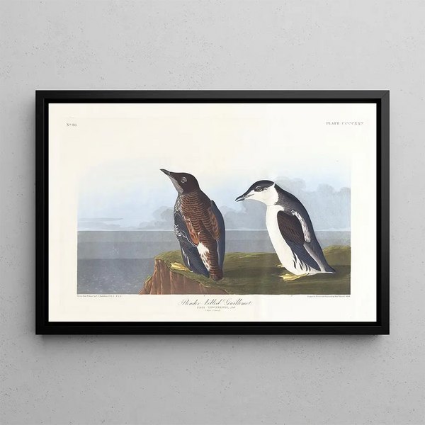 Guillemot à bec mince - John James Audubon — quadro incorniciato alla parete
