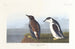 Guillemot à bec mince - John James Audubon — vista dell’opera
