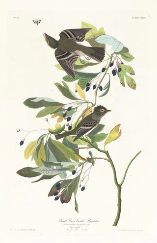 John James Audubon - Small green crested flycatcher.webp