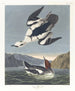 Smew ou nonna bianca - John James Audubon — vista dell’opera