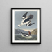 Smew ou nonna bianca - John James Audubon — quadro incorniciato alla parete