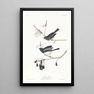 John James Audubon - Snow bird.webp
