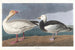 Oche delle nevi - John James Audubon — vista dell’opera