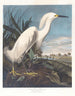 Heron nevoso o garzetta bianca - John James Audubon — vista dell’opera