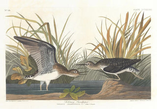 John James Audubon - Solitary sandpiper.webp
