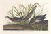 Râle de Virginie - John James Audubon — vista dell’opera
