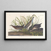 Râle de Virginie - John James Audubon — quadro incorniciato alla parete