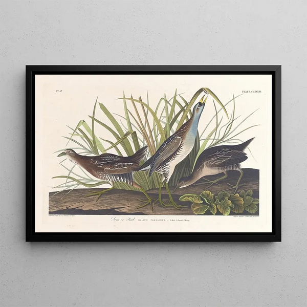 Râle de Virginie - John James Audubon — quadro incorniciato alla parete