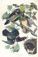Canard d'estate ou canard branchu - John James Audubon — vista dell’opera