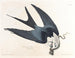 Falco dalla coda biforcuta - John James Audubon — vista dell’opera