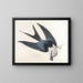 Falco dalla coda biforcuta - John James Audubon — quadro incorniciato alla parete