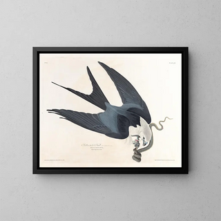 Falco dalla coda biforcuta - John James Audubon — quadro incorniciato alla parete