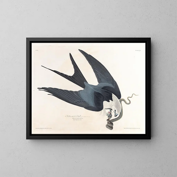 Falco dalla coda biforcuta - John James Audubon — quadro incorniciato alla parete