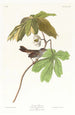 Bruant des marais - John James Audubon — vista dell’opera