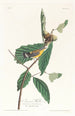Paruline di Swainson - John James Audubon — vista dell’opera