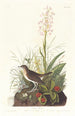 Grive fauve - John James Audubon — vista dell’opera