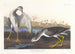 Barge à queue noire ou bécassine - John James Audubon — vista dell’opera