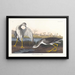Barge à queue noire ou bécassine - John James Audubon — quadro incorniciato alla parete